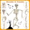 2PCS 3FT Halloween Skeleton Decorations, 36" Full Body Halloween Posable Joints Skeleton, Plastic Realistic Human Bones Prop for Halloween Party, Yard Lawn Haunted House Indoor Outdoor Decoration